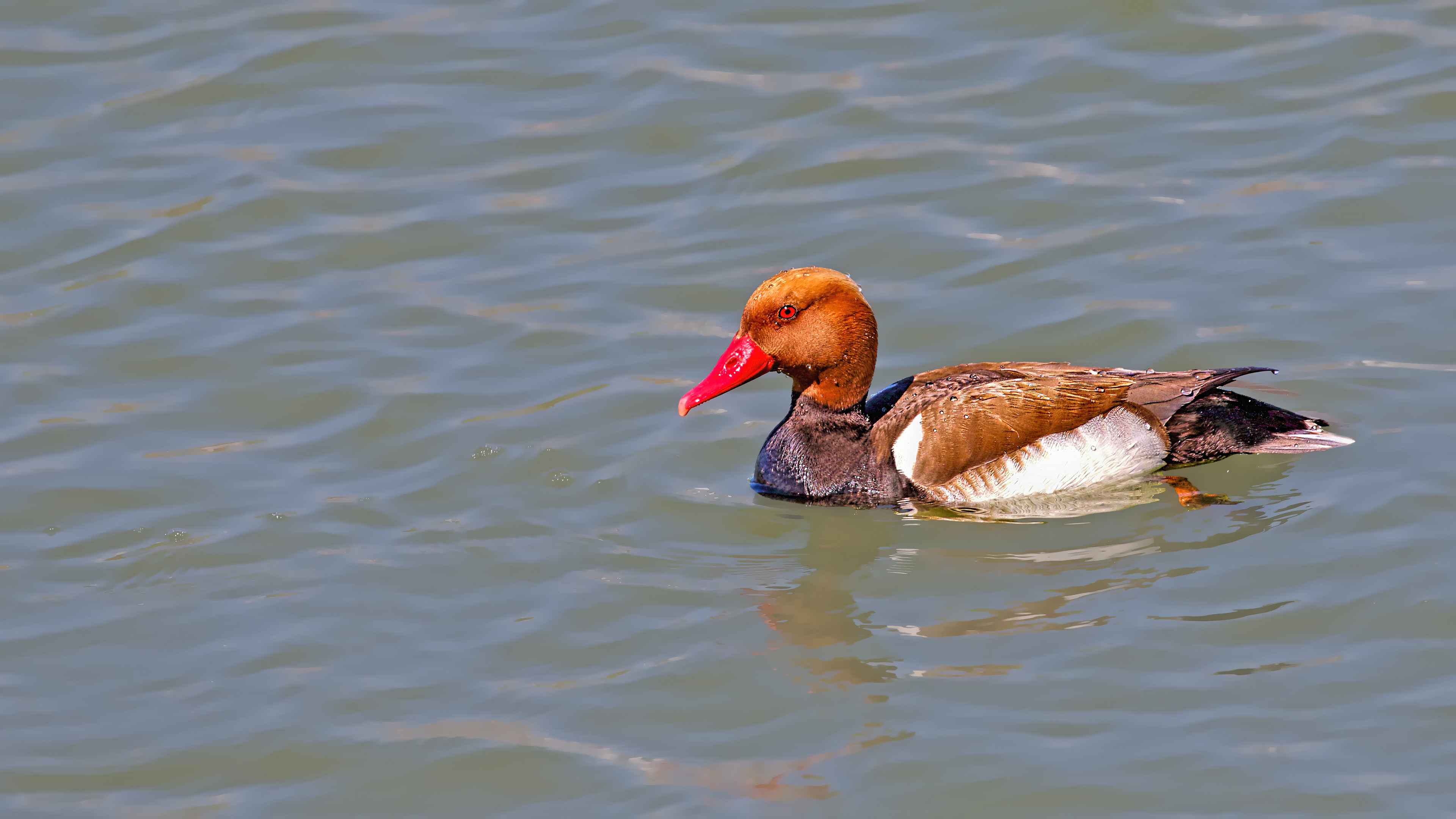 Red-crested Pochard